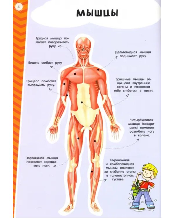 Мой атлас с наклейками. Тело человека