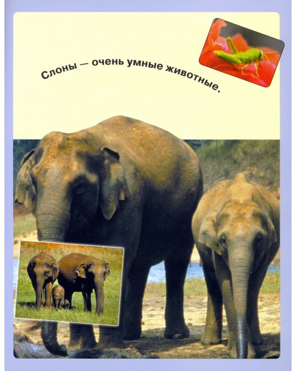 Читай, играй, наклеивай. Животные. Синяя
