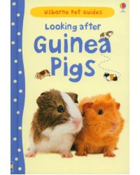 Looking after Guinea Pigs