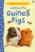 Looking after Guinea Pigs