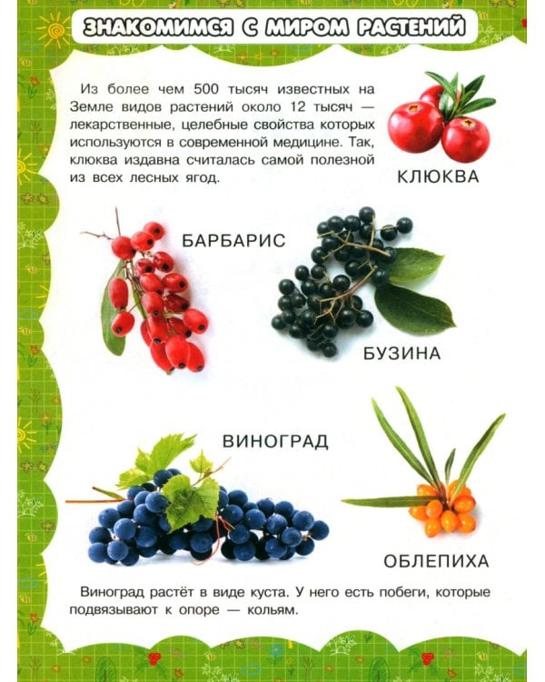 В саду и огороде
