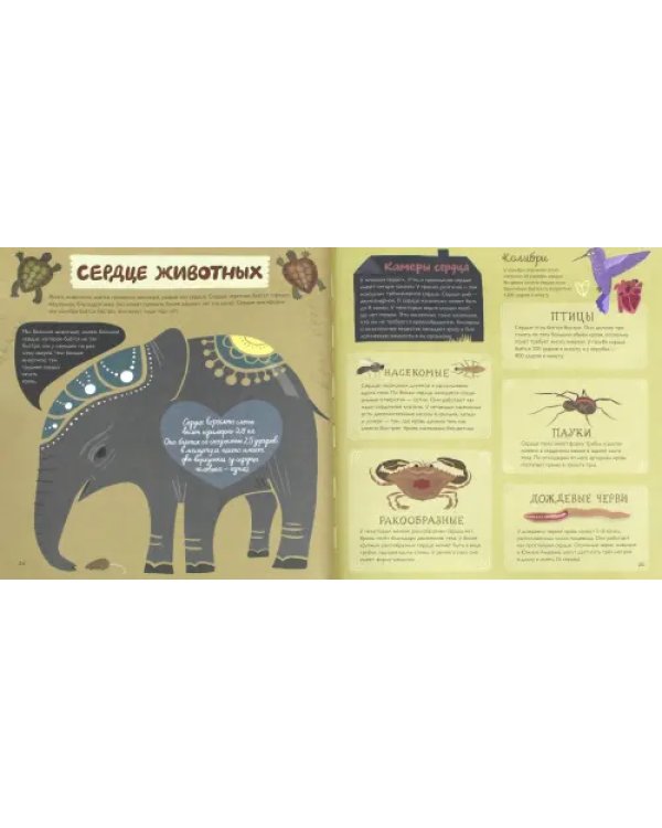 Трогательные факты о сердце