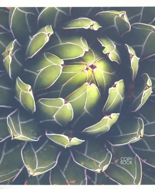 Тетради 32-48л Тетрадь общая Удивительные растения, 48 листов, А5, клетка, в ассортименте