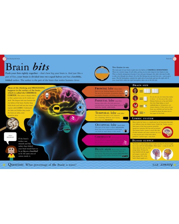 All About Your Brain