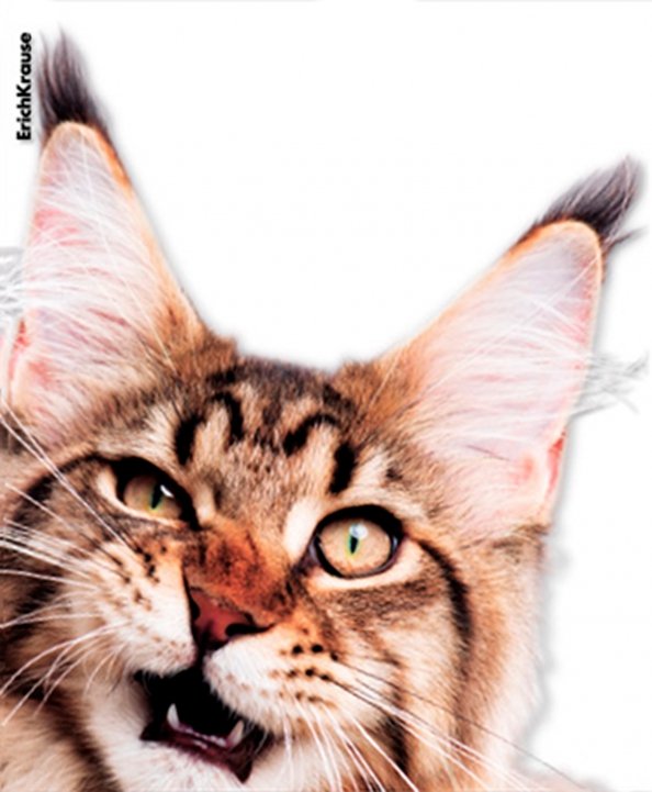 Набор обложек для тетрадей и дневников Hiding Cats, 12 штук