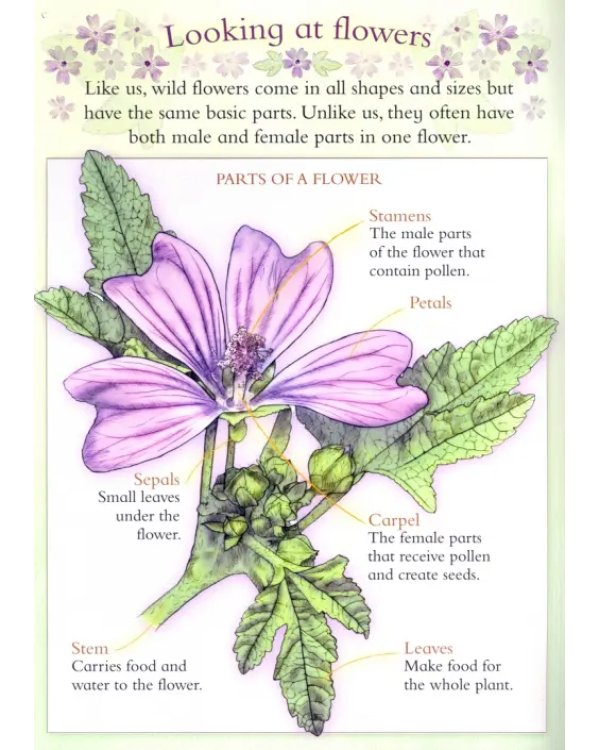 Let's Look for Wild Flowers (+ 30 reusable stickers)