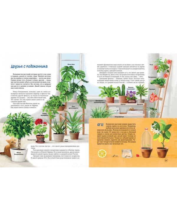 Природа в городе