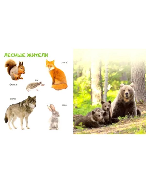 Животные