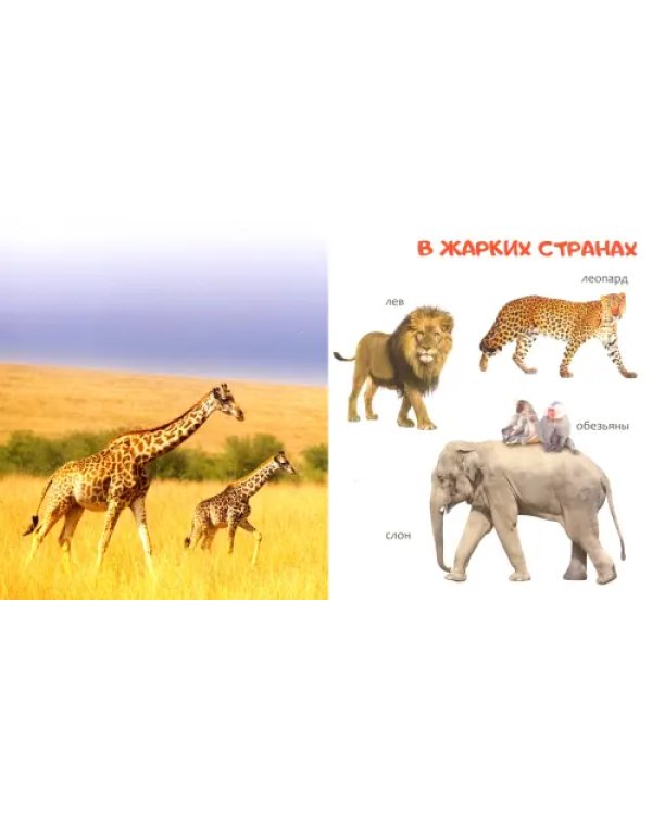 Животные