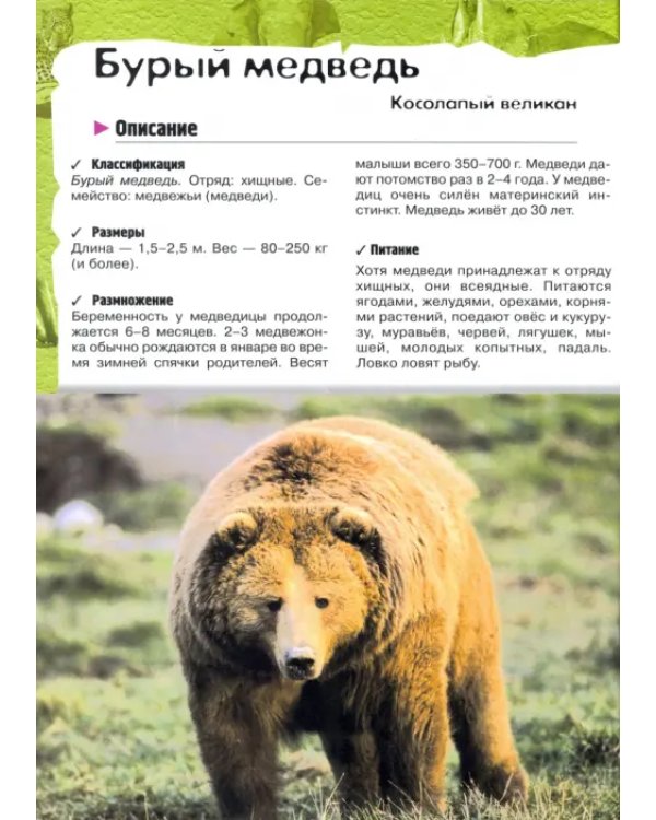 В лесу, в жарких странах, рядом с нами. Увлекательное путешествие в мир живой природы