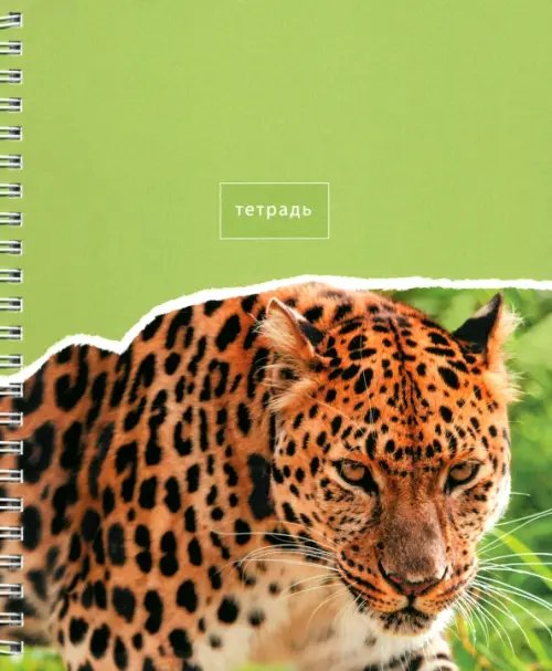 Тетради 40л-120л Тетрадь В мире животных, 80 листов, клетка, в ассортименте