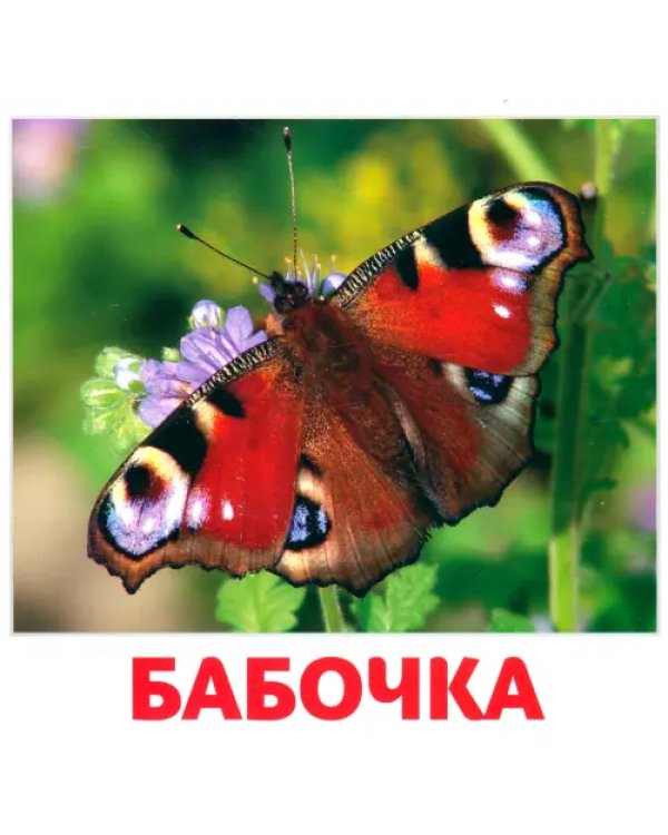 Деревья и насекомые, 40 карточек