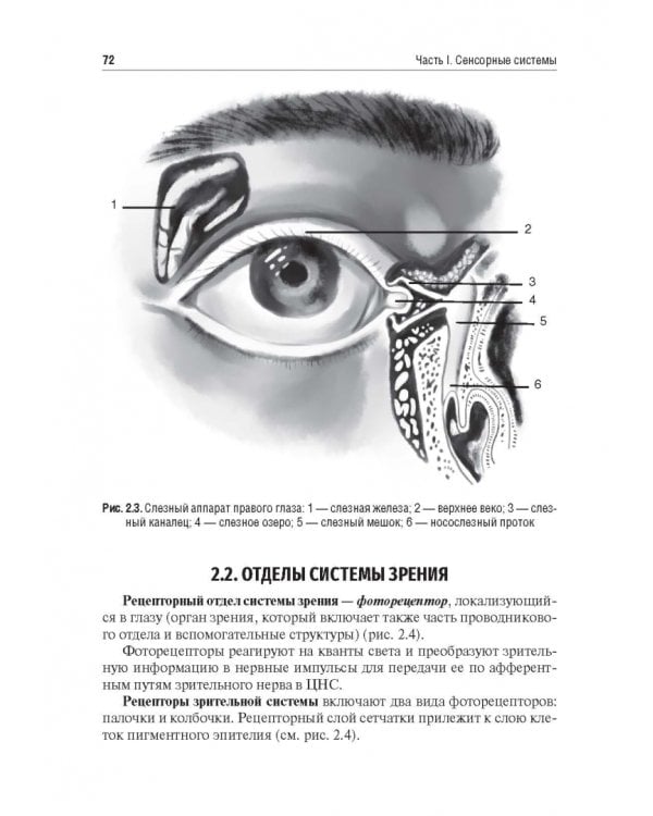Физиология сенсорных систем. Высшая нервная и психическая деятельность, поведение. Учебное пособие