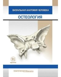 Визуальная анатомия человека. Остеология. Карточки, 51 штука