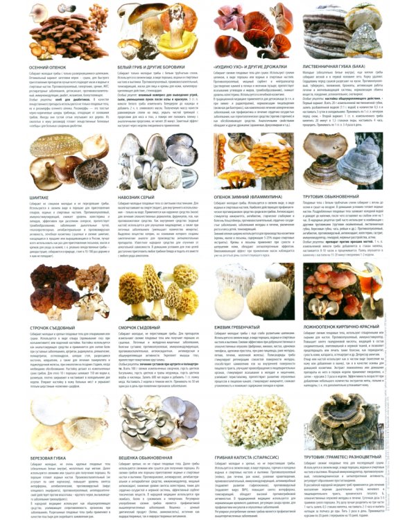 Домашние лекарственные препараты на основе дикорастущих и культивируемых грибов