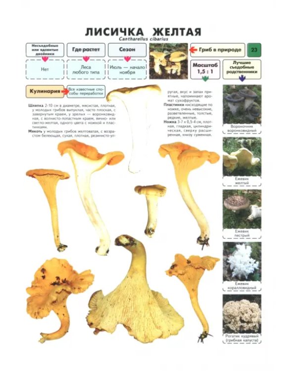 Самые распространенные съедобные грибы. Справочник-определитель начинающего грибника