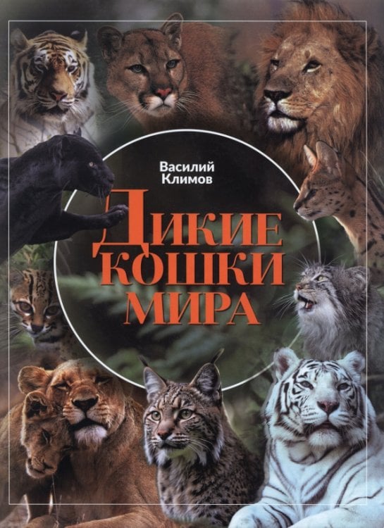Дикие кошки мира Дикие кошки мира