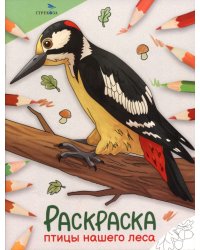 Раскраска. Птицы нашего леса. Окружающий мир 